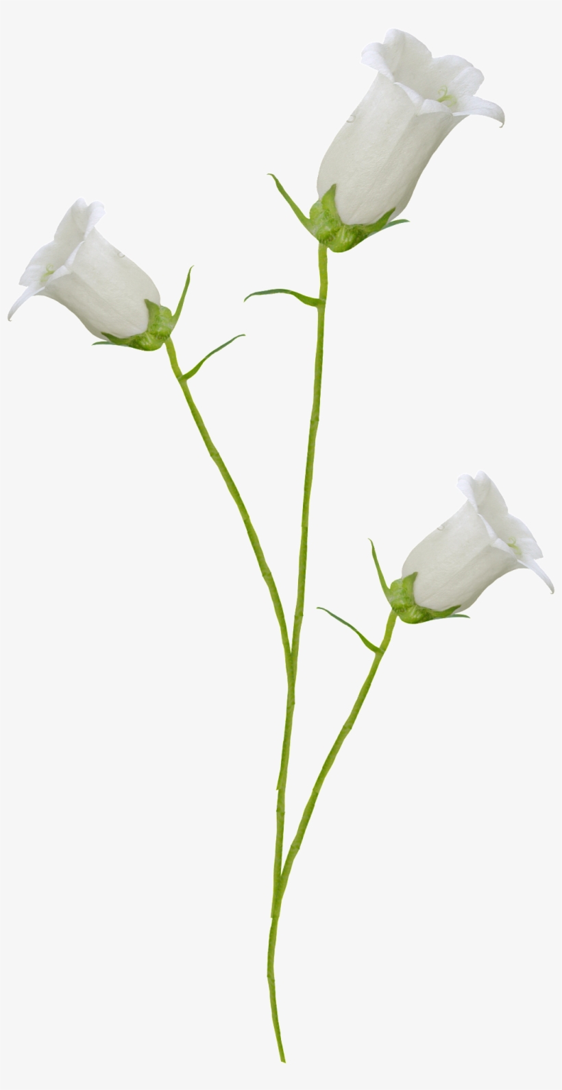 This Product Design Is White Trumpet Transparent About - Flower, transparent png download