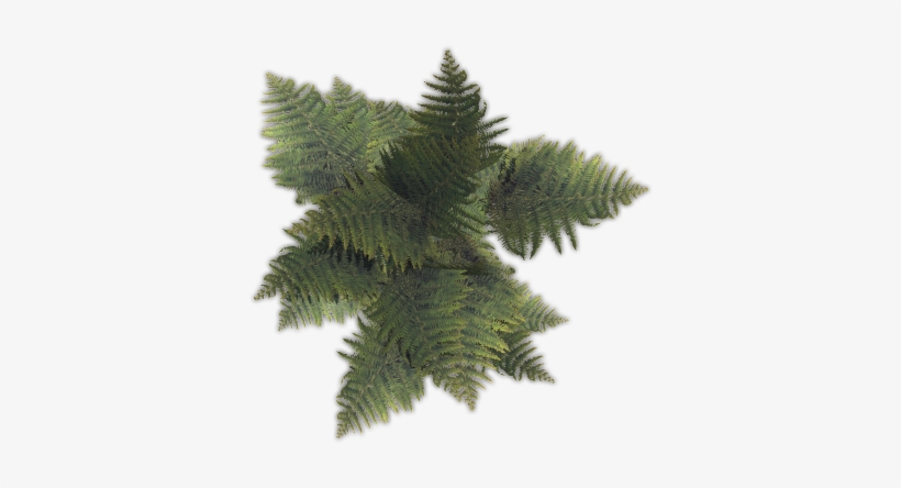 43 203k Fern01 A - Pond Pine, transparent png download
