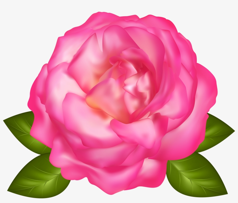 Beautiful Pink Rose Transparent Png Image - Rose, transparent png download
