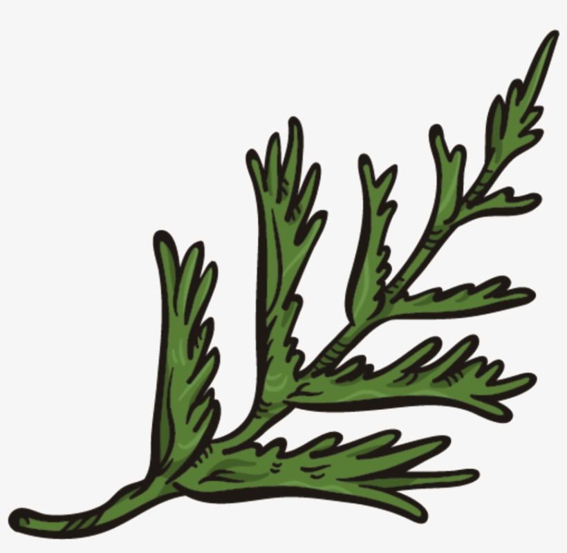 Coral Png Transparente Png Verde Oscuro - Portable Network Graphics, transparent png download