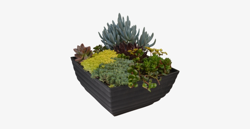 Succulent Plant, transparent png download