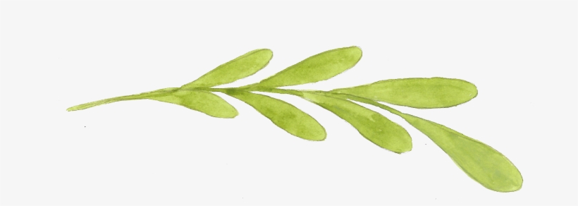 Common Peony, transparent png download