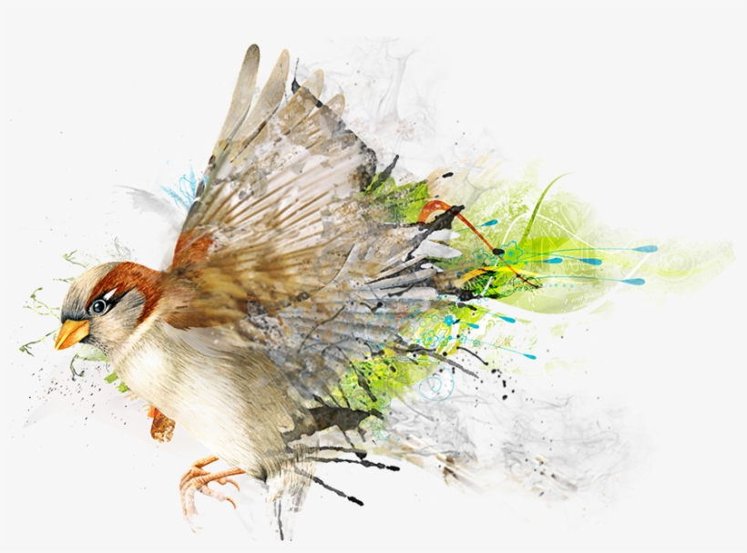 Gorriones 20 De Marzo, Día Mundial Del Gorrión - World Sparrow Day 2018, transparent png download