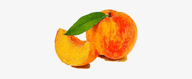 Watercolor Painting Drawing - ลูก พีช สี น้ำ, transparent png download