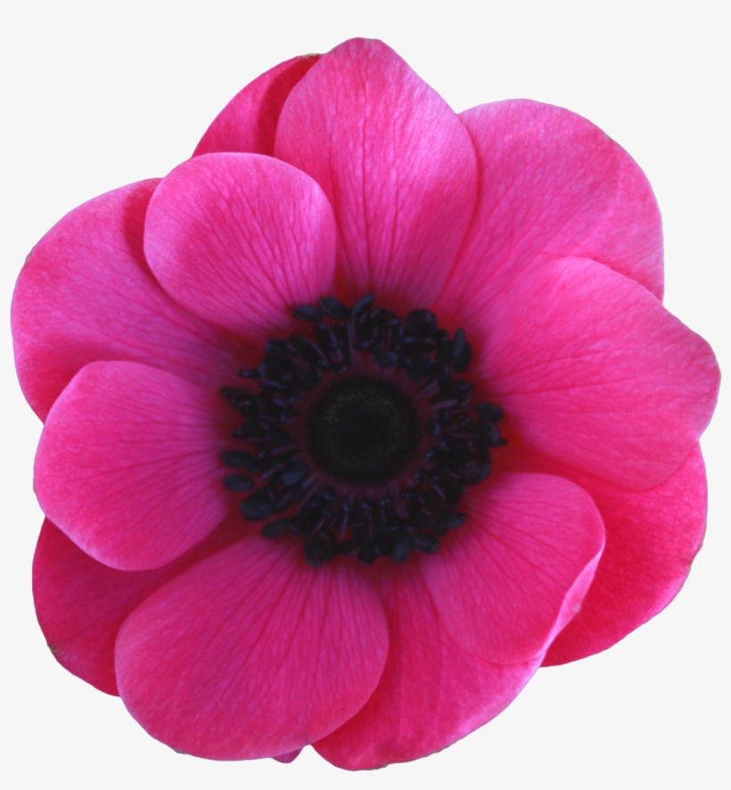 Transparent Svg Freeuse Download - Anemone Flower Transparent, transparent png download