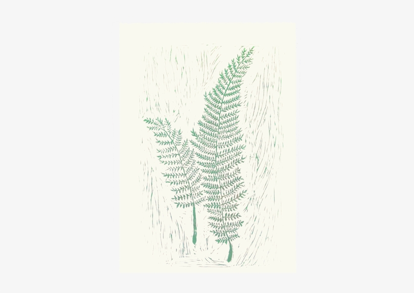 Dryopteris - Ostrich Fern, transparent png download