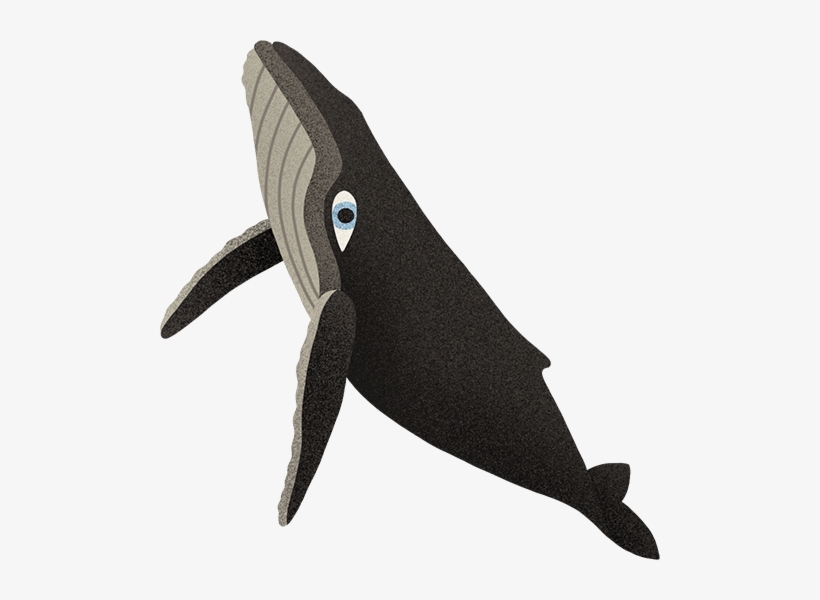 Killer Whale, transparent png download