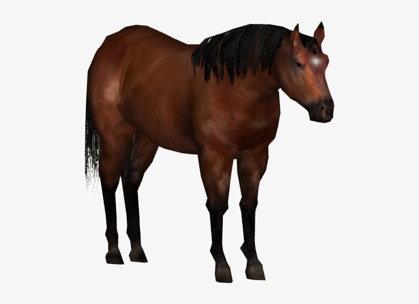 Lac La Croix Indian Pony - Sorrel, transparent png download