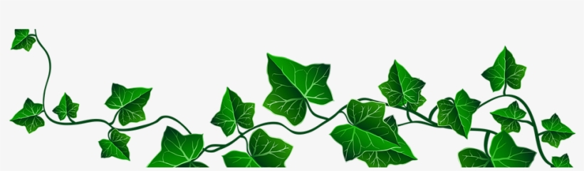The Vine - Transparent Background Ivy Png, transparent png download