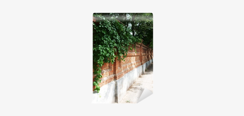 Stone Wall Of The Old Brick With Ivy And Vine Wall - Stock Photography, transparent png download