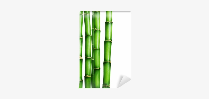 Bamboo, transparent png download