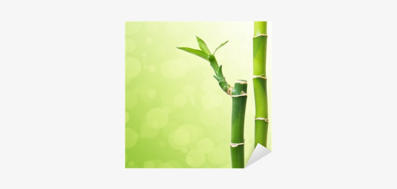Photography, transparent png download