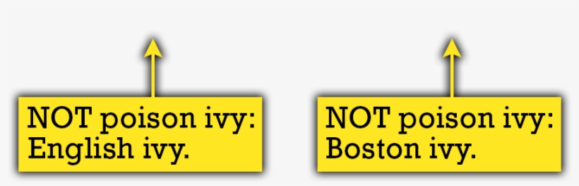 English Ivy Doesn't Have "leaves Of Three - Poison Ivy Young Leaves, transparent png download