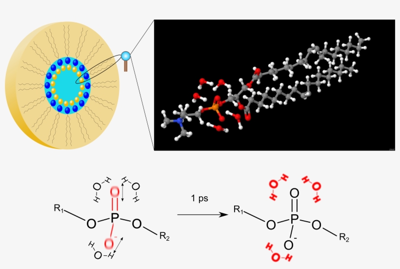 Phospholipids And Water Molecules, transparent png download