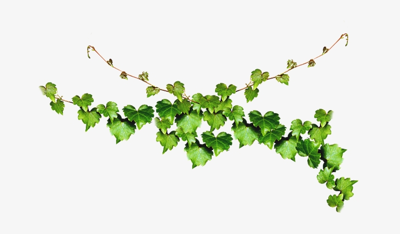 Free Vine Pngs - Hoa Dây Leo Png, transparent png download