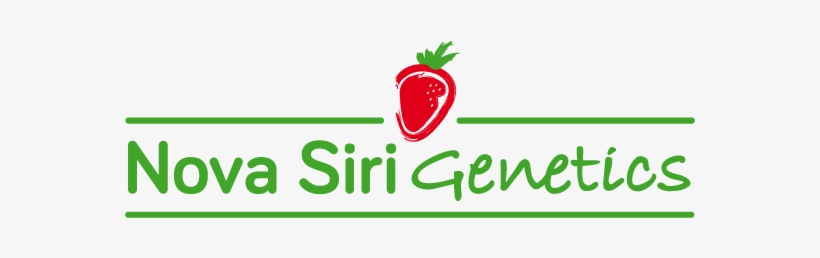 Nova Siri Genetics Investigación E Innovación En Variedades - You Know When1 Mug, transparent png download
