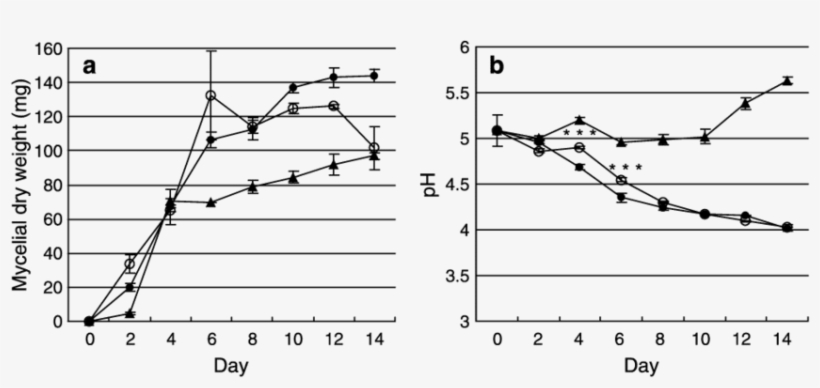 Mycelial Dry Weight - Diagram, transparent png download