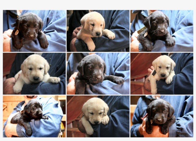 Pooping In The Food Dish Check - Companion Dog, transparent png download