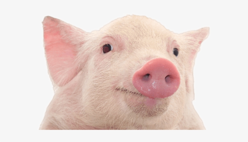 Pig Png Free Download - Pig Png, transparent png download