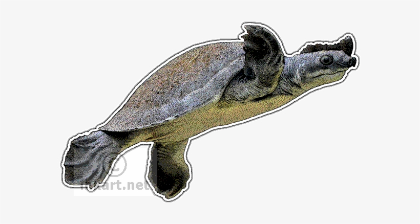 Fly River Turtle Decal - Pig Nosed Turtle Png, transparent png download