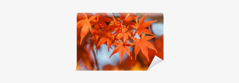 Japan, transparent png download