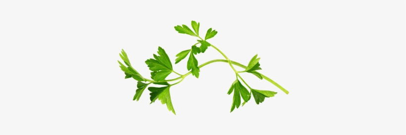 Insights Keeping Us In Front Of Emerging Food Trends, - Parsley, transparent png download