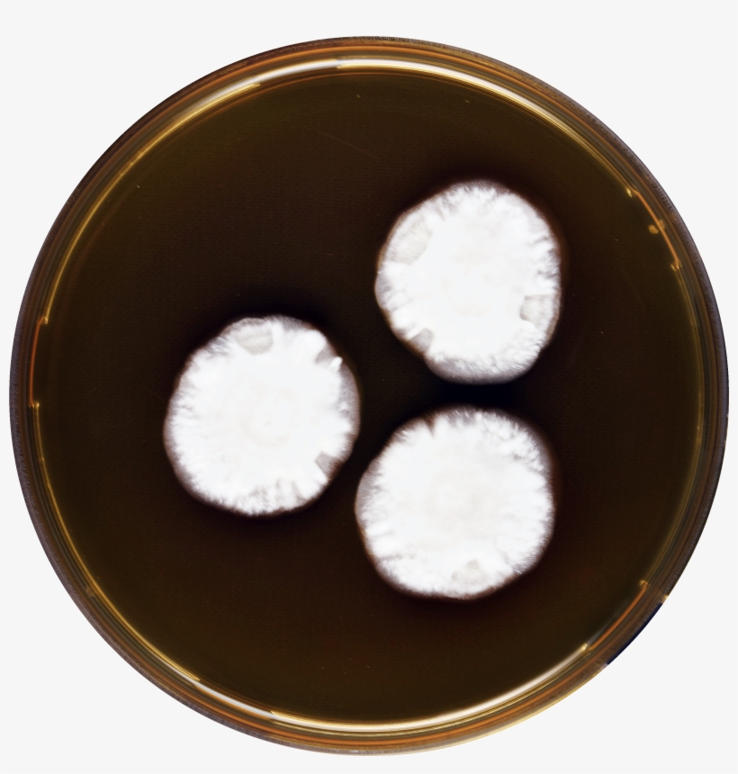 Aspergillus Anthodesmis Meaox - Dish, transparent png download