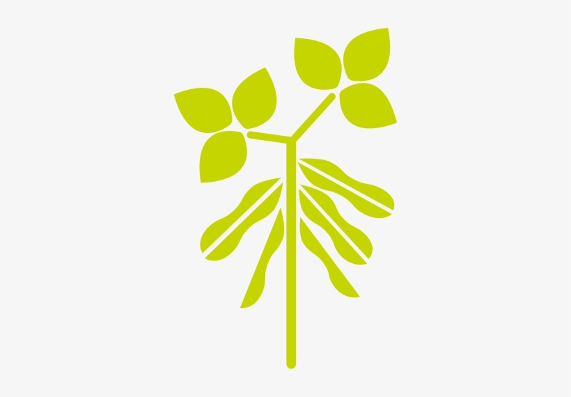 Soybean Pg - Soybean, transparent png download