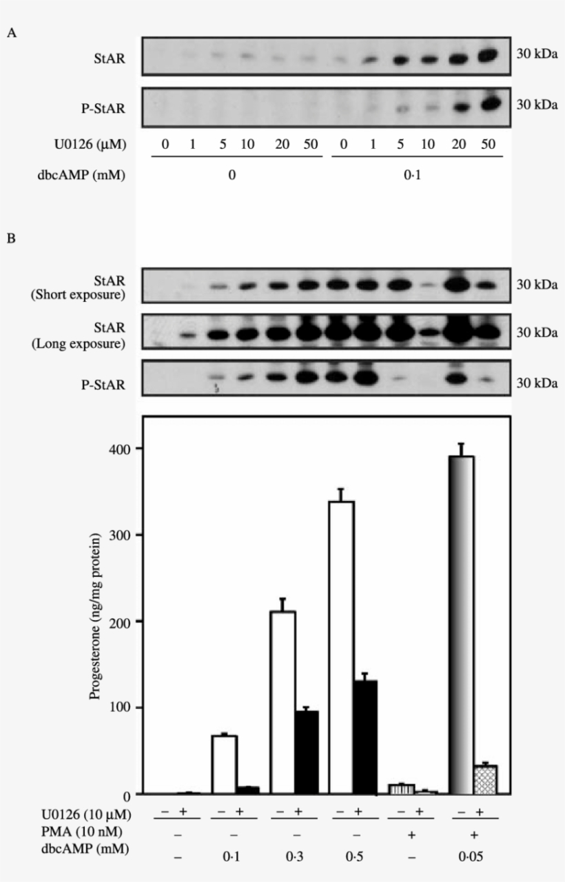 Effect Of U0126 On Pma And Dbcamp Stimulated Star, - Massachusetts, transparent png download