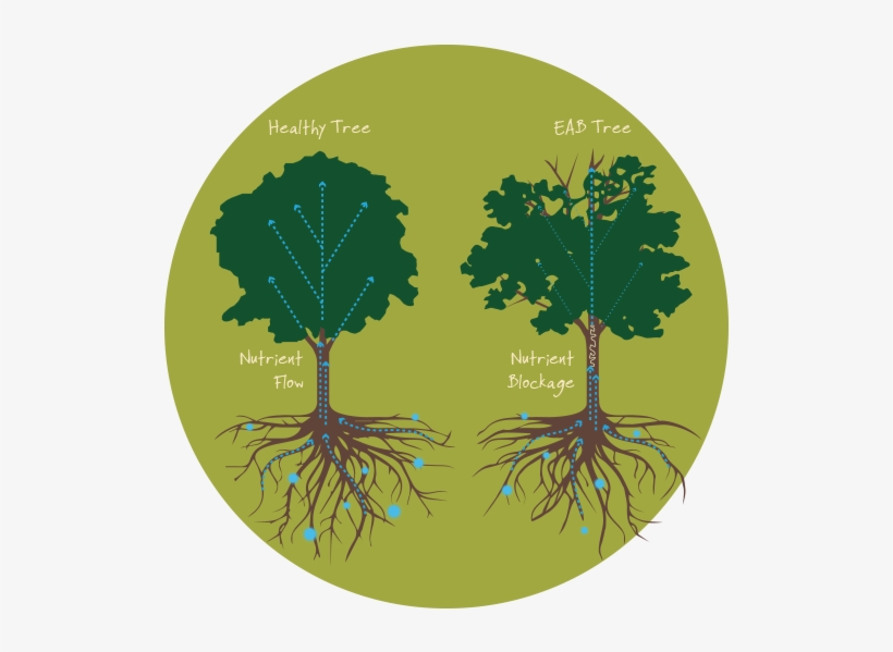 Thinning Of The Tree's Crown - Ash Tree, transparent png download