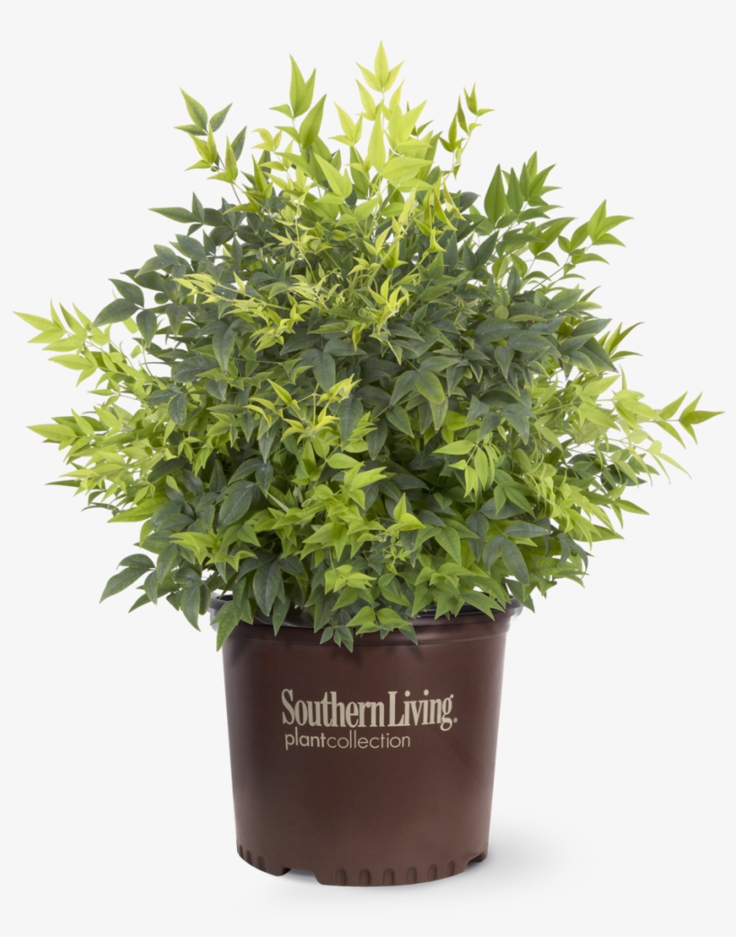 Lemon Lime Nandina In Branded Pot - Southern Living Nandina Lemon Lime, transparent png download