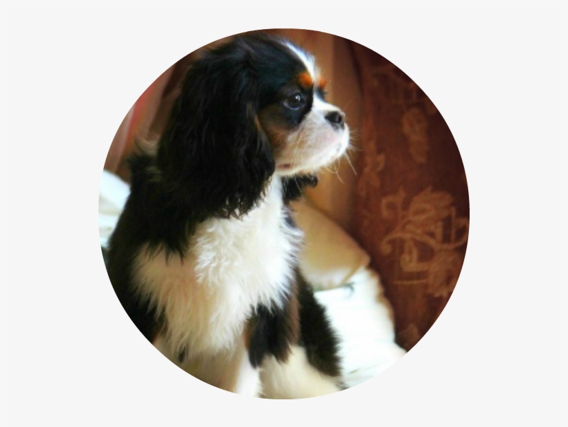 Cavalier King Charles Spaniel, transparent png download