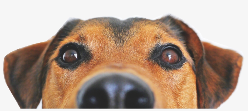 Have Questions, Need Info, Ready To Schedule A Consultation - Cute Dogs With A White Back Ground, transparent png download