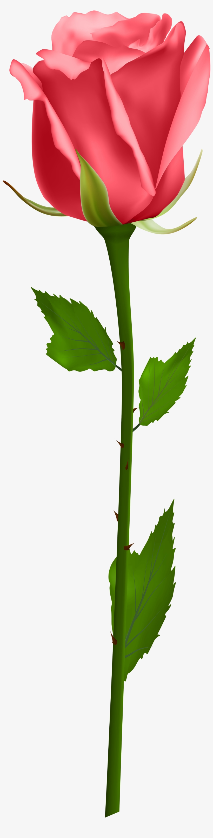 Rose Clip Art Png Image - Single White Rose Png, transparent png download