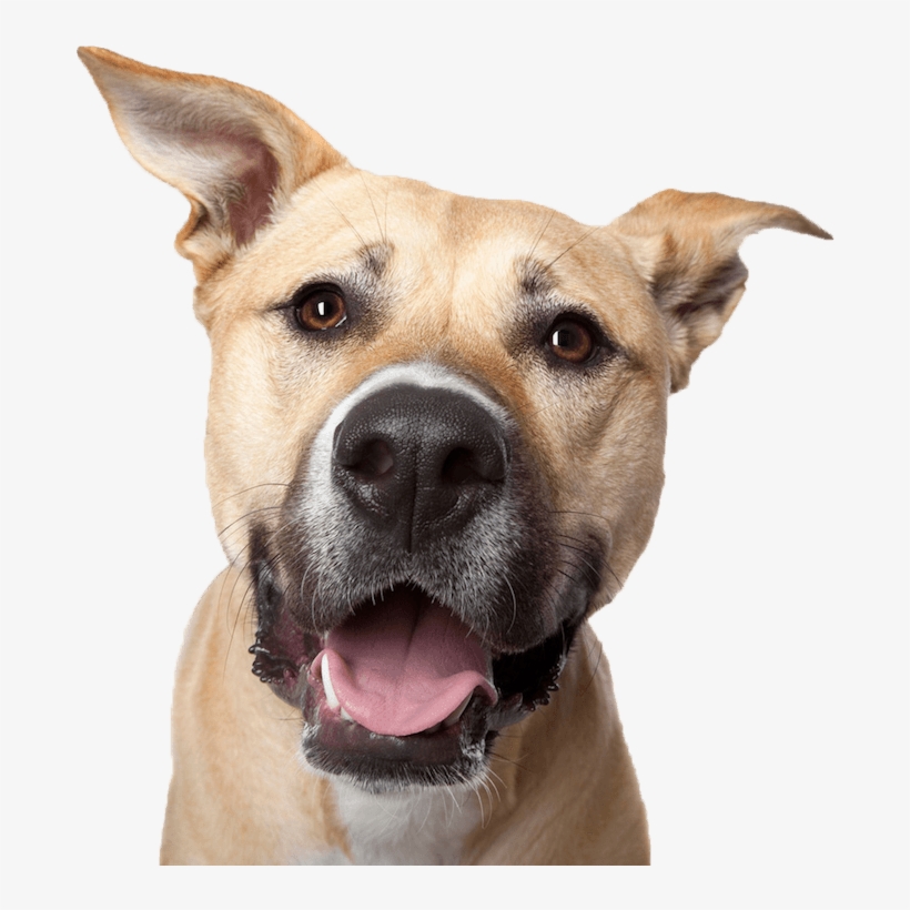 Dog Smile600png2017 12 042017 12 04http - Dog Face Photography, transparent png download