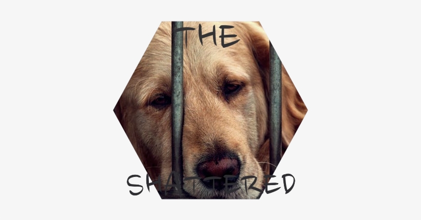 Dog Behind Bars - Golden Retriever Behind Bars, transparent png download