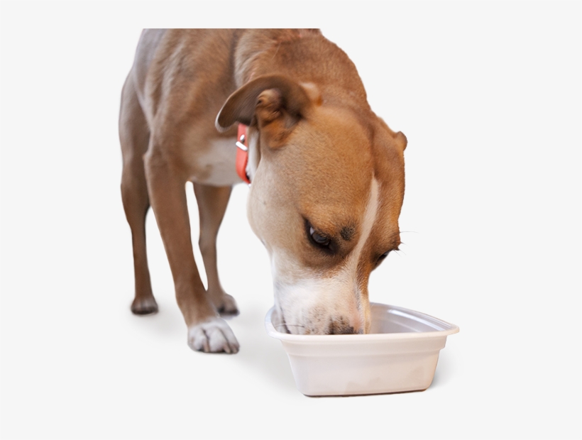 Appetite Stimulant For Dogs - Dog Eating Png, transparent png download