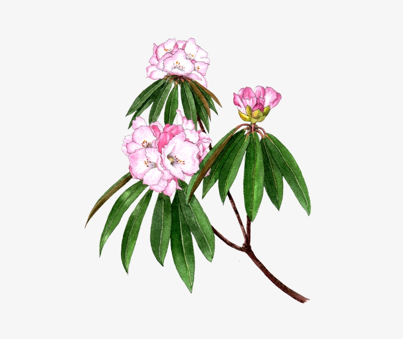 Rhododendron, transparent png download