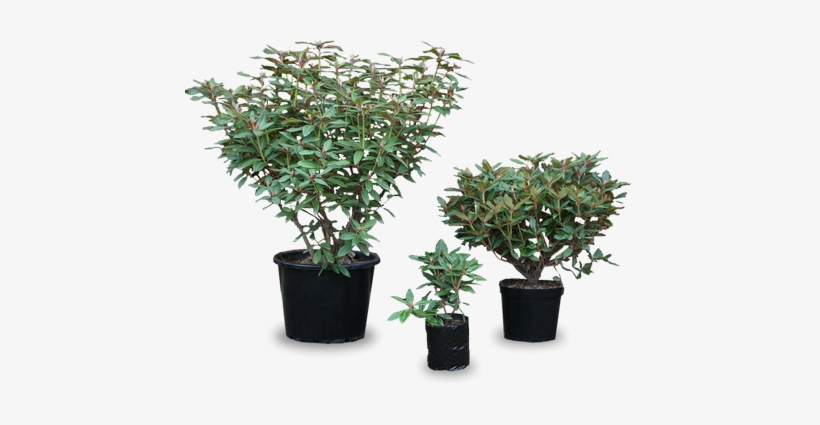Clear Cut Plants - Rhododendron Plant Png, transparent png download