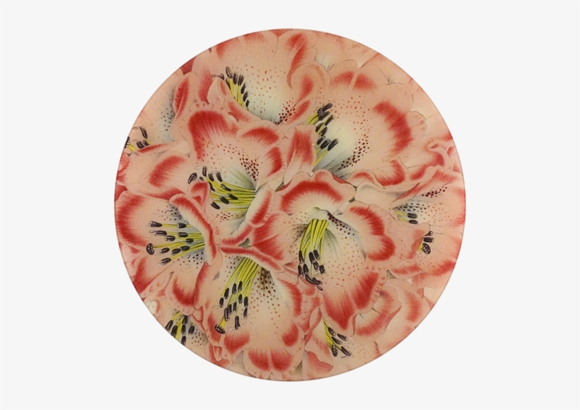 Rhododendron Nilagiricum Rhododendron Nilagiricum - Rhododendron, transparent png download