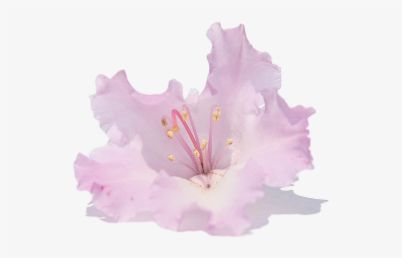 Bleed Area May Not Be Visible - Transparent Background Shower Curtain, transparent png download