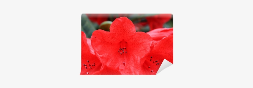 Wallpaper, transparent png download