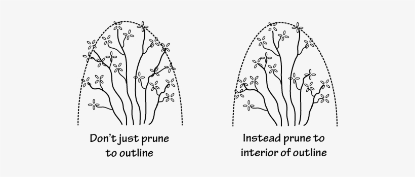 Pruning Rhododendron To A Profile - Pruning Rhododendron, transparent png download
