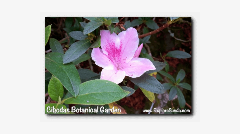 Rhododendron Garden - Cibodas Botanical Garden, transparent png download