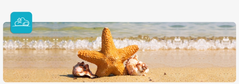 Summer Inventory - Animales Con Respiracion Cutanea, transparent png download