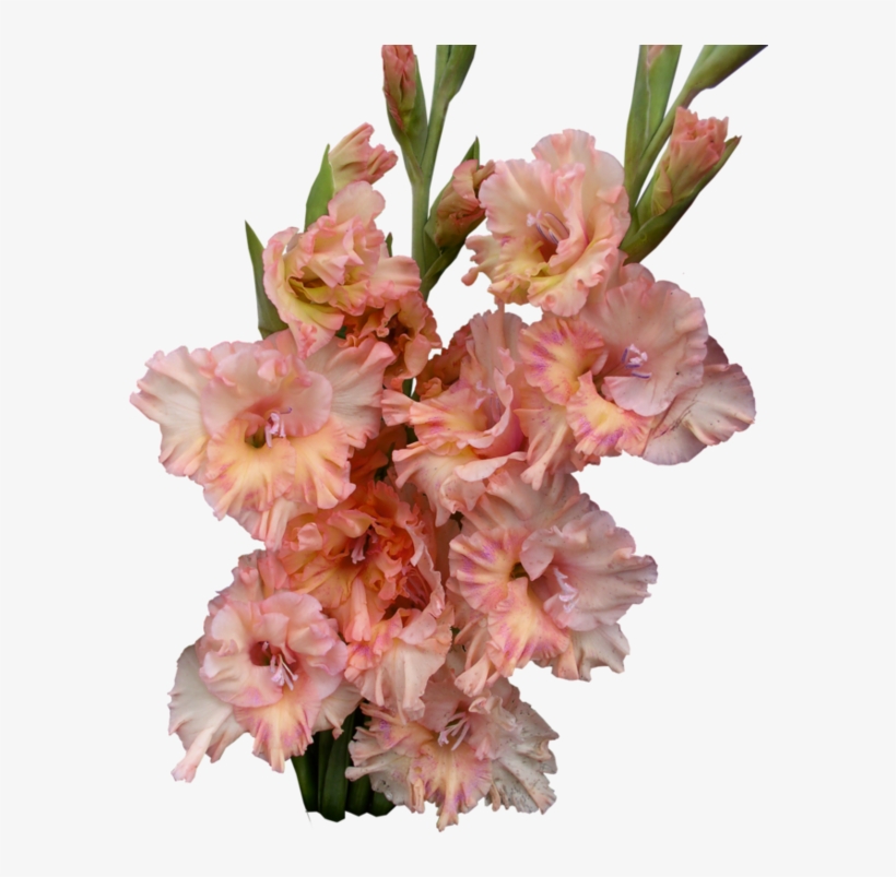 Gladiolus Png Photos - Gladiolus Png, transparent png download