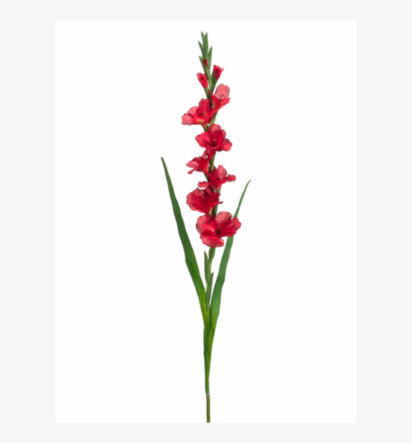 5" Gladiolus Spray Red - Silk Plants Direct Gladiolus Spray - Red - Pack, transparent png download