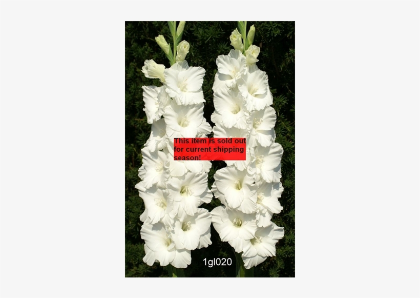 Gladiolus White - (5) Beautiful Flowering Perennials, Sword Lily, Gladiolus, transparent png download