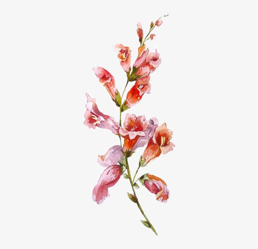 Report Abuse - Flower, transparent png download