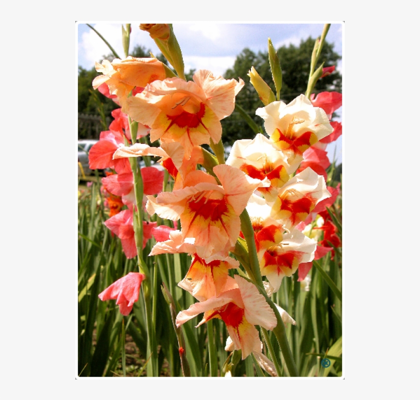 Bio Colour Gladiolus, transparent png download